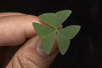 Close-Up Photograph of Shamrock Leaf Held Between Fingers