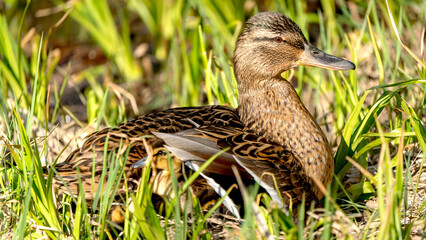 Wild duck hen hatches hooks on the nest