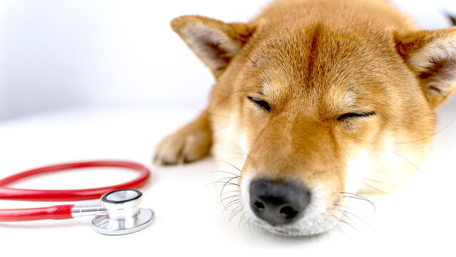 Sabaka with a stetascope at the veterinarian's appointment