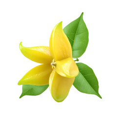 Brilliant yellow star fruit specimen with emerald green foliage on pure black background