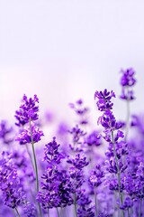 Obraz premium Purple Lavender Field Close Up