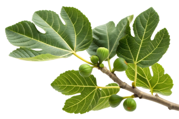 green fig leaves branch isolated on white or transparent background