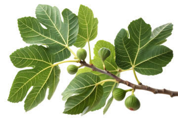 green fig leaves branch isolated on white or transparent background