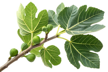 green fig leaves branch isolated on white or transparent background