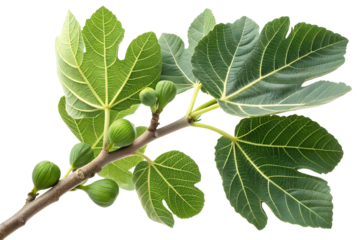 green fig leaves branch isolated on white or transparent background