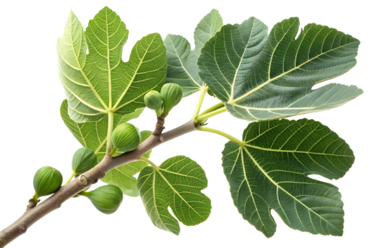 green fig leaves branch isolated on white or transparent background