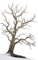 Obraz premium Leafless old spooky tree isolated on white or transparent background