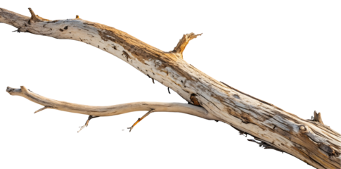 Driftwood log isolated on white or transparent background
