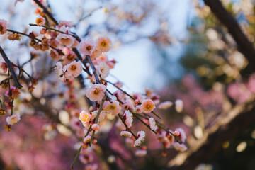 太陽の光に照らされた美しい梅の花、大阪、日本