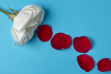Elegant white rose with scattered red petals arranged on a vibrant blue background, evoking...