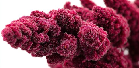 Closeup Of Deep Pink Flower Cluster