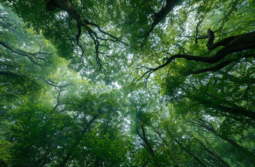 Obraz premium Looking Up Through Vibrant Green Forest Canopy