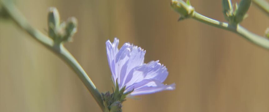 Inflorescence of chicory by summer 4K shallow DOF video