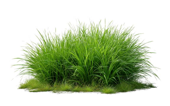 A clump of green grass isolated on a transparent background in PNG format.