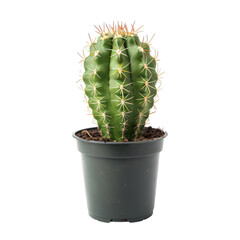 Small, rounded cactus in dark pot