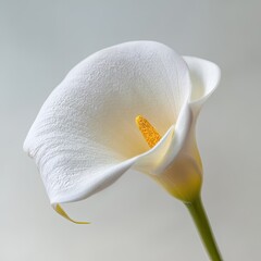 Close Up White Calla Lily With Yellow Stamens