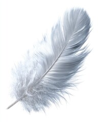 Delicate Light Gray Feather Illustration