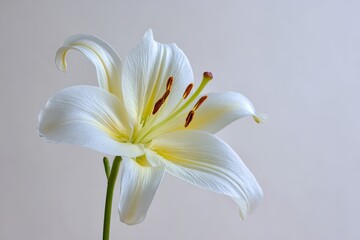Fototapeta premium Elegant White Lily With Water Droplets