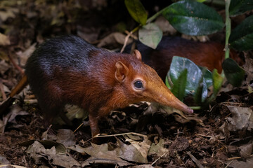 African Peters proboscis dog lat. Rhynchocyon petersi
