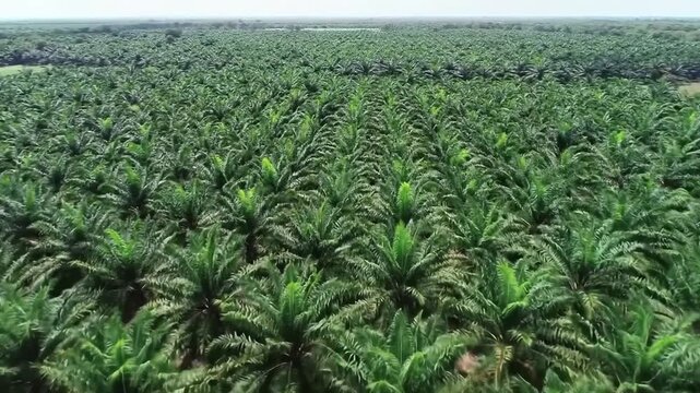 Vast Palm Plantation Landscape With Dense Rows Of Palm Trees