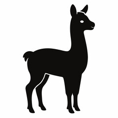 Llama on white background