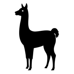 Llama on white background