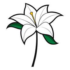 White Amaryllis Flower on white background