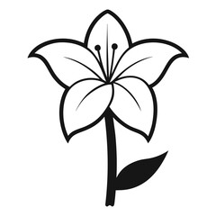 White Amaryllis Flower on white background