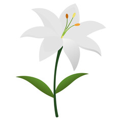 White Amaryllis Flower on white background