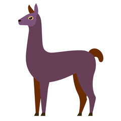 Llama on white background
