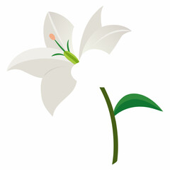 White Amaryllis Flower on white background