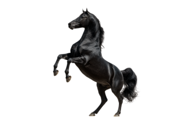 Black horse rearing up isolated on transparent background