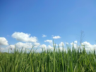 Green rice plants growing under a clear blue sky on a bright sunny day in a tropical paddy field