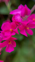 Obraz premium Macro shot of coral liana Antigonon leptopus with focus on pink flowers. Commercially valuable for design, packaging and nature.