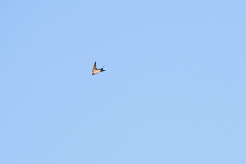Swallows flying in the blue sky, a summer scene