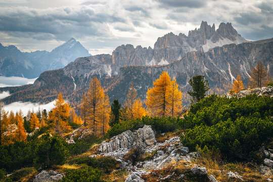 Colorful autumn larches and stunning lacy cliffs at background, Dolomites
