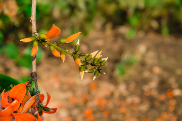 With bright orange-red flowers and green buds, the pale earthy hue of a branch and natural sunlight...