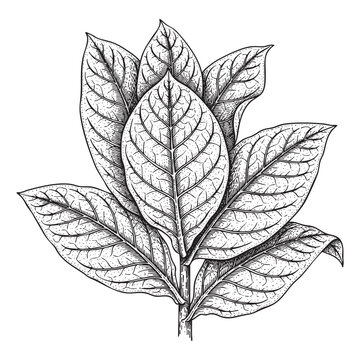 Tobacco leaves woodcut engraving vector illustration