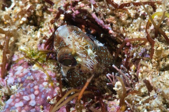 Moss Fringehead in the Suruga Bay, Shizuoka, Japan