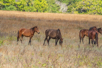 Agony in the Arid Plains: Sumba's Livestock Endure Starvation and Scorching Heat