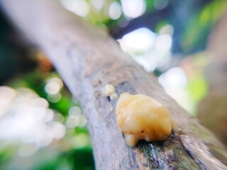 white sap on tree branches