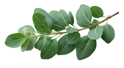Obraz premium A single curved branch with green leaves, isolated on a transparent background in PNG format.