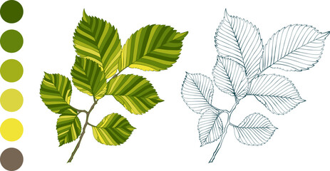 Set of hand-drawn green colored elm leaves isolated on white background. Flat and line styles vector illustration.