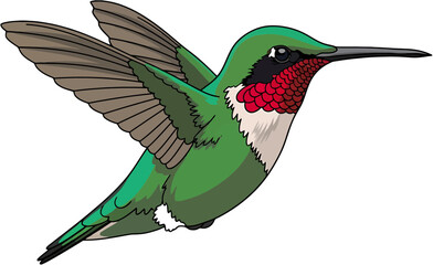 Obraz premium Vivid Illustration of a Ruby-Throated Hummingbird in Flight with Detailed Feather Patterns