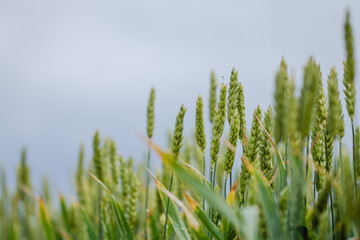 green rye field and blue sky