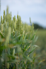 green rye field and blue sky