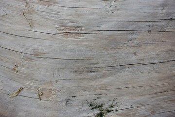 Fototapeta premium wood grain on a piece of driftwood