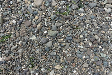 textured beach pebbles with seaweed