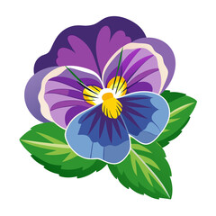 violet flower isolated on white