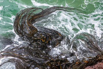 Bull kelp (Durvillaea antarctica) thrashing in strong currents at Tairoa Head, New Zealand